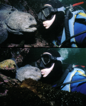 Wolf Eel at Ogden Point